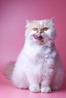 Cat Persian orange and white fur portrait adorable pet isolated stick out your tongue on pink background photo