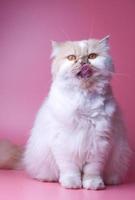 Cat Persian orange and white fur portrait adorable pet isolated stick out your tongue on pink background photo