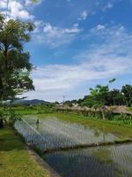 New rice seeds are planted in the paddy field at the beginning of the growing season. photo