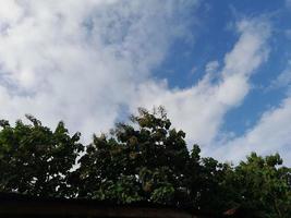 Green Leaves against blue sky background photo