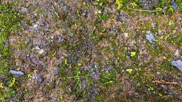 old concrete roads that have started to break down and are mossy photo