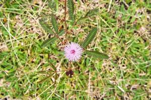 Mimosa flower in the nature photo