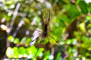 Seychelles palm spider, a harmless spices photo