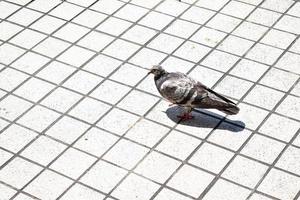 Pigeon on the Street photo