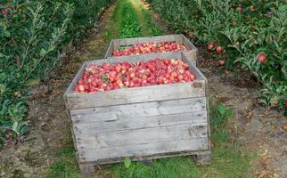 manzana cosecha en tradicional manzana huerta, sur Tirol, Italia foto