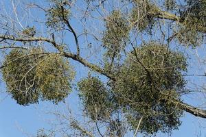 Mistletoe --Viscum album--on Tree,Rhineland,Germany photo