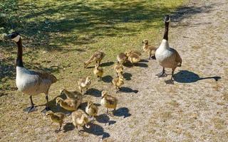 proud Canada Goose --Branta canadensis--Family with Goslings,Rhineland,Germany photo