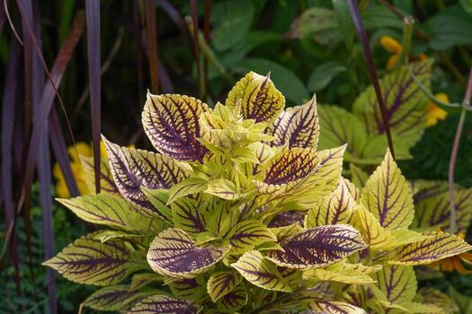 coleus --solenostemom scutellarioides--,alemania foto