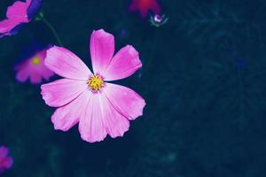 flores de cosmos de colores sobre un fondo de paisaje de verano. foto