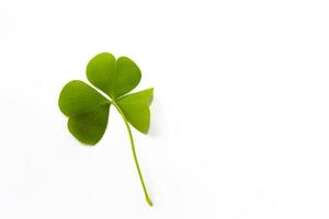 green clover leaves isolated on white background. St.Patrick 's Day photo