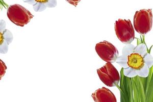 Bright colorful spring flowers of daffodils and tulips isolated on white background. photo