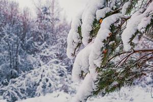 snowy branch of pine with cones photo