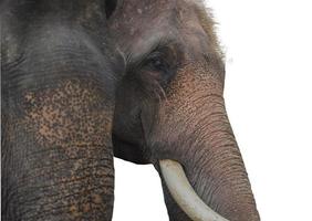 Close up view of an elephant's face from the side in Thailand. on a white background with clipping path photo