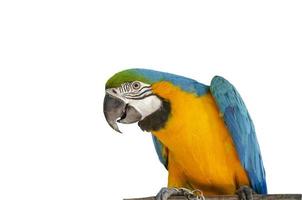 Pet. Colorful parrot standing on a wood isolated on white background with clipping path photo