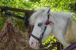cara de blanco caballo oblicuo en caballo granja foto