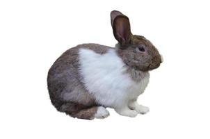 brown mix white rabbit on white background with clipping path, easter bunny photo