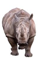 del Sur blanco rinoceronte en blanco antecedentes foto