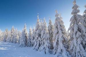 Winter spruce trees with sun rays. Trees covered in deep snow. photo