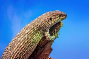 Gidgee Skink basking on log, Egernia stokesii. photo