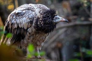 Young egyptian vulture Neophron percnopterus with brown feathers