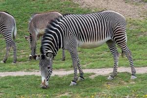 Herd of The Grevy's zebra grazing on green grass photo