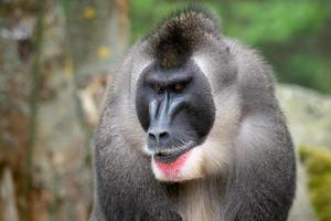 Portrait of Drill monkey, Mandrillus leucophaeus photo