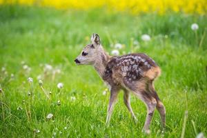 Young wild roe deer in grass, Capreolus capreolus. New born roe deer, wild spring nature. photo