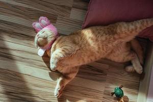 Easter domestic funny cat in a hat with rabbit ears, peach-colored British breed, plays on a pillow with a toy photo