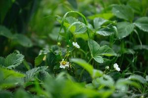 White strawberry flowers with green leaves on a May spring day with dew drops, raindrops photo