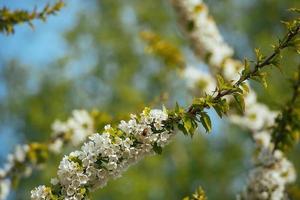 Branches of a blossoming sweet cherry tree, cherry tree with soft focus on a blue sky background and greenery of the tree. Beautiful floral image of a panoramic view of spring nature. photo
