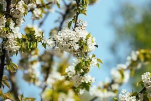 Branches of a blossoming sweet cherry tree, cherry tree with soft focus on a blue sky background and greenery of the tree. Beautiful floral image of a panoramic view of spring nature. photo