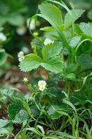 White strawberry flowers with green leaves on a May spring day with dew drops, raindrops photo