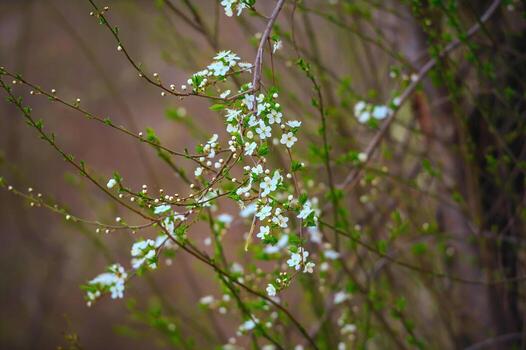 Branches of a blossoming tree with soft focus against the backdrop of a spring forest in the twilight sky. floral image of a panoramic view of spring nature, copy space photo
