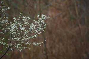 Branches of a blossoming tree with soft focus against the backdrop of a spring forest in the twilight sky. floral image of a panoramic view of spring nature, copy space photo