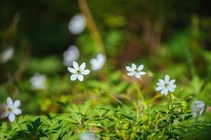 early spring white flowers on a lawn in a green forest under the rays of the sun photo