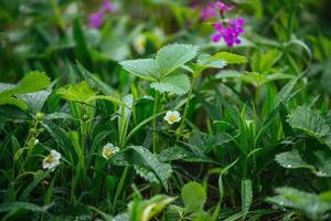 White strawberry flowers with green leaves on a May spring day with dew drops, raindrops photo