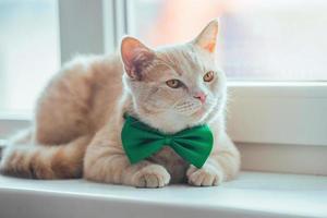 Spring holiday St. Patrick's Day and pets photo