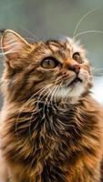 Close-up portrait of a gray striped domestic cat.Image for veterinary clinics, sites about cats, for cat food. photo