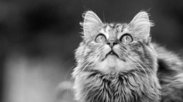 Close-up portrait of a gray striped domestic cat.Image for veterinary clinics, sites about cats, for cat food. photo