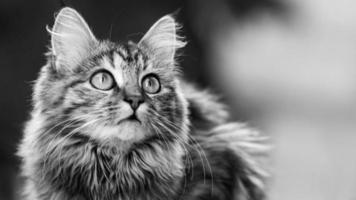 Close-up portrait of a gray striped domestic cat.Image for veterinary clinics, sites about cats, for cat food. photo