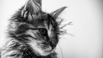 Close-up portrait of a gray striped domestic cat.Image for veterinary clinics, sites about cats, for cat food. photo