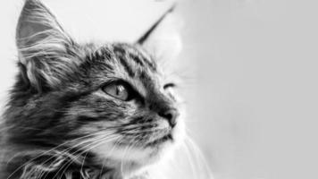 retrato de primer plano de un gato doméstico de rayas grises.imagen para clínicas veterinarias, sitios sobre gatos, para comida para gatos. foto
