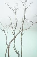 beautiful spectacle of barren trees against the stark white backdrop of Kawah Putih,  Ciwidey, Bandung, West Java, Indonesia. photo