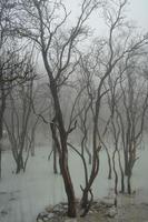 beautiful spectacle of barren trees against the stark white backdrop of Kawah Putih  Ciwidey Bandung West Java Indonesia. photo