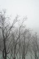 beautiful spectacle of barren trees against the stark white backdrop of Kawah Putih  Ciwidey Bandung West Java Indonesia. photo