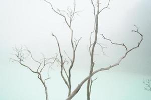 beautiful spectacle of barren trees against the stark white backdrop of Kawah Putih  Ciwidey Bandung West Java Indonesia. photo