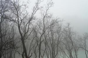 beautiful spectacle of barren trees against the stark white backdrop of Kawah Putih  Ciwidey Bandung West Java Indonesia. photo