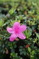 Nature's delicate jewels glisten in the morning dew. photo