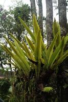 fern in the tree tropical. photo