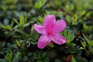 Nature's delicate jewels glisten in the morning dew. photo